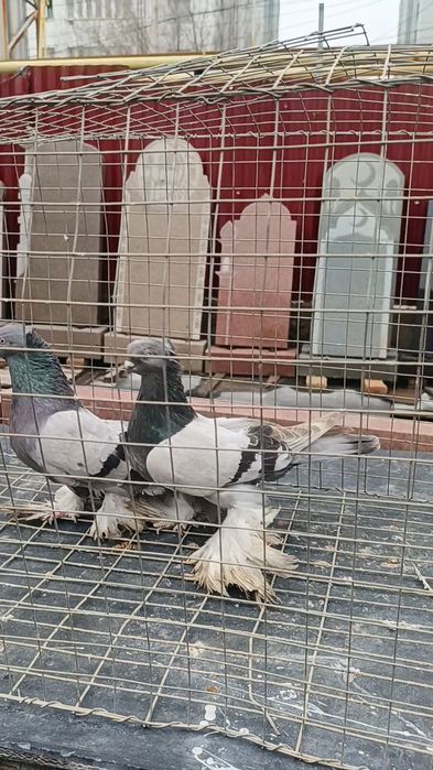 Голуби пара удов