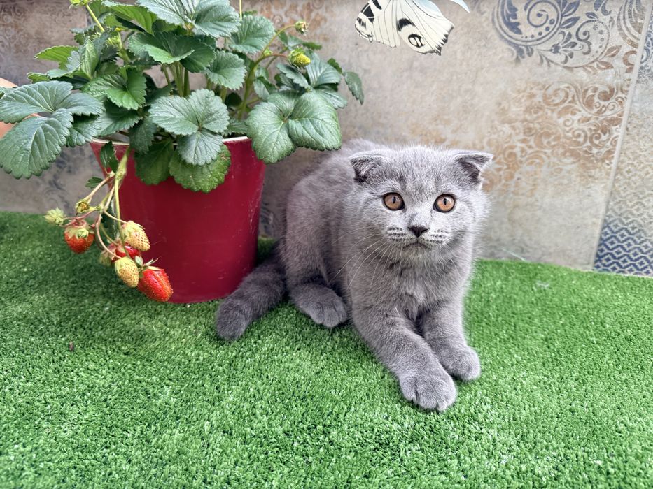 Продавам британско и шотландско коте  котенца