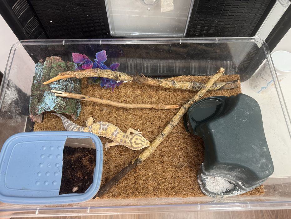 Продам ящерица эублефар