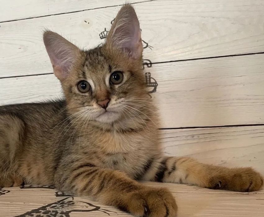 Аби и Чаузи SBT готовы к переезду