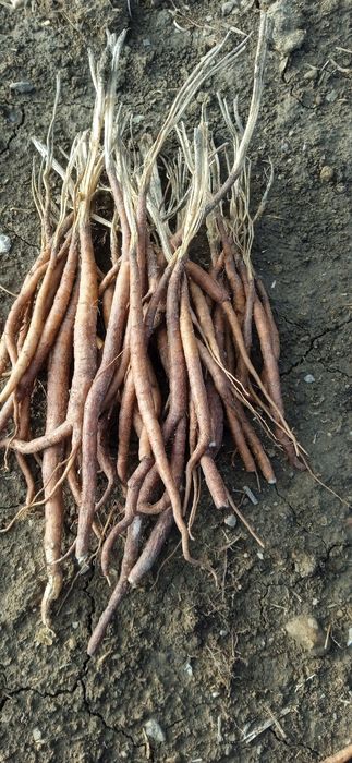 Ekib bergan ko‘chatlarimizga garantiya beramiz