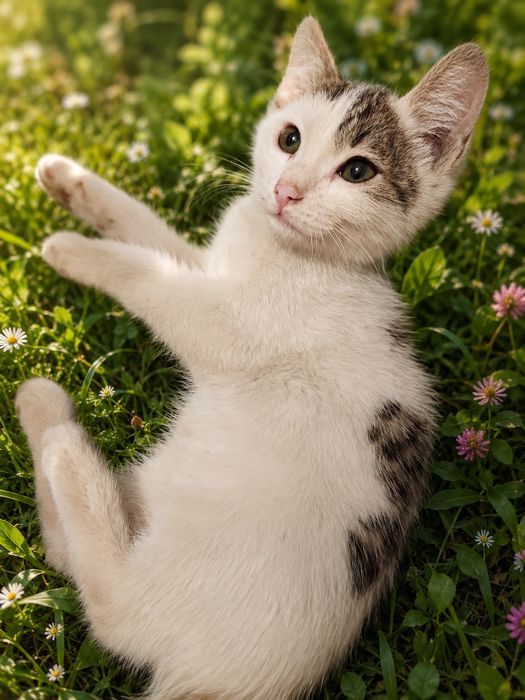 Котенок мальчик ищет себе семью!