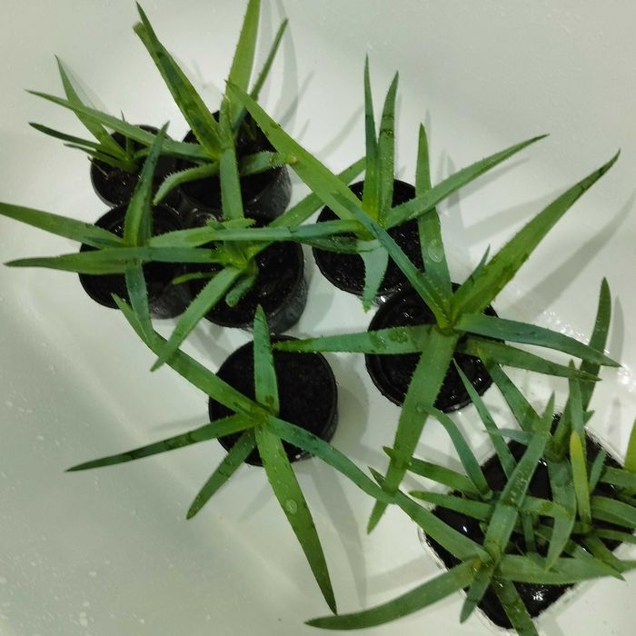 Продам домашние цветы