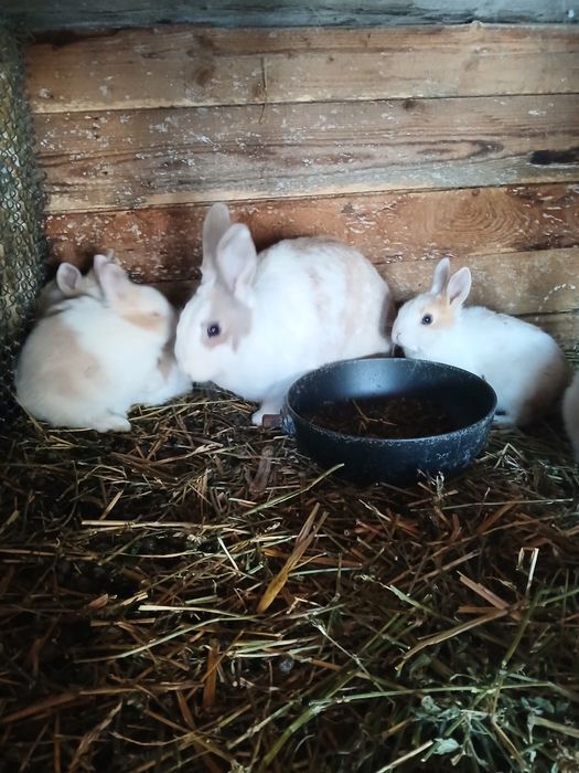 Iepuri rex pitic 70 lei bucata