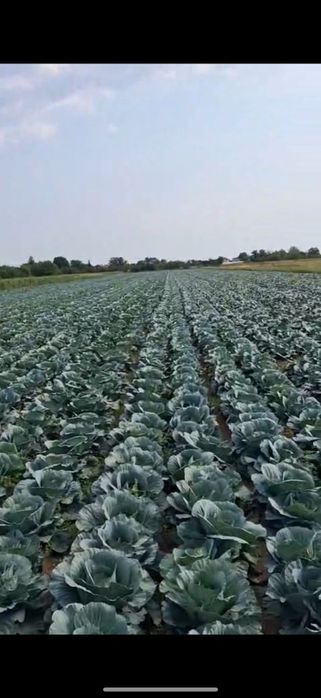 Varza Bucharest si Victoria