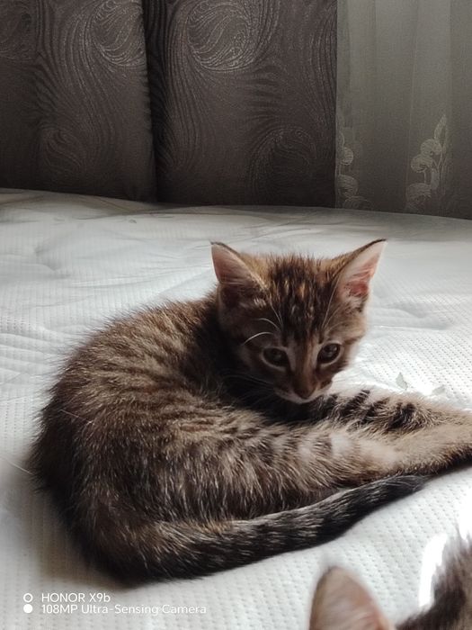 Пристраиваются котята.