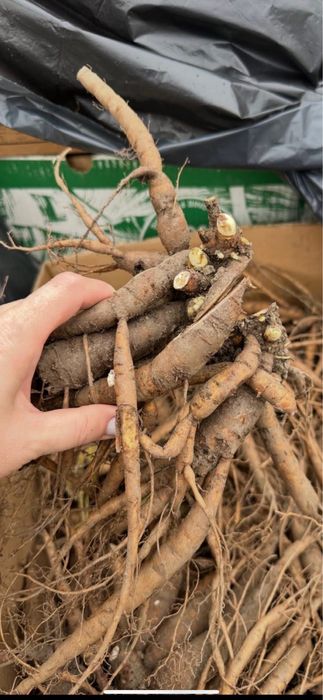 Rizomi de bujori 25 lei buc