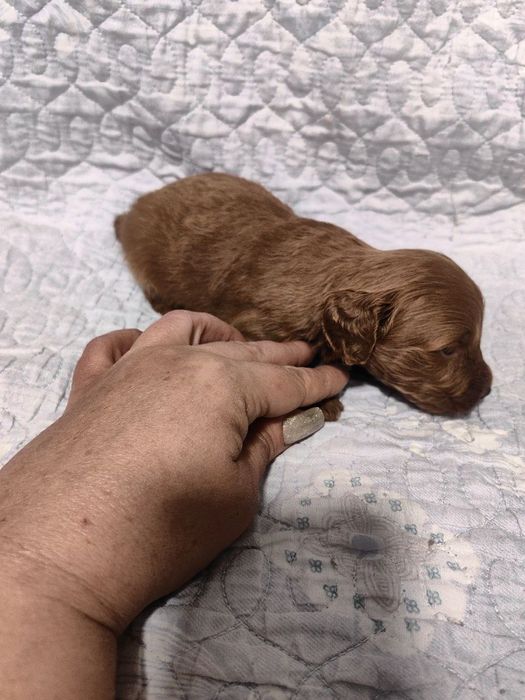 Щенок мальтипу F1, Ред Браун.