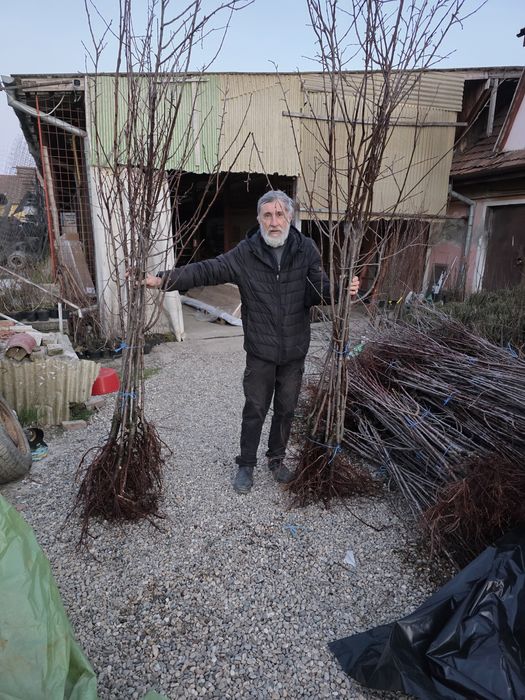 Prun Stanley Nuci Chandler Aluni Visin Castan.Afin.Ciresi >RO

L