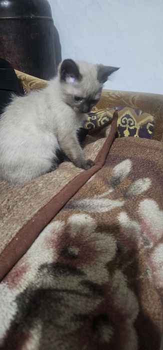Отдам девочка скотиш страйт