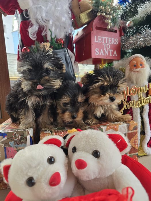 Мини йоркширски териер