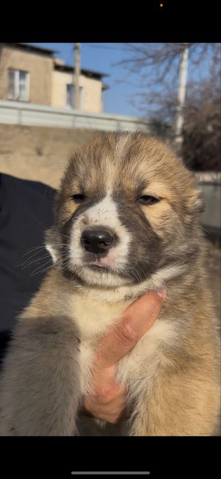 Щенок алабая 48-49 дней