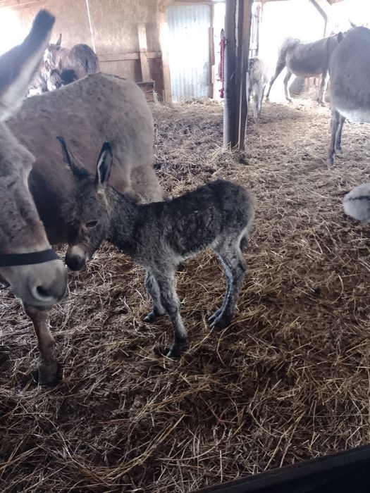 Vând lapte de măgăriță
