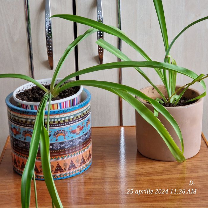 Planta voalul miresei