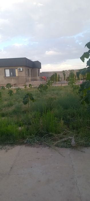 Павловния саженцы