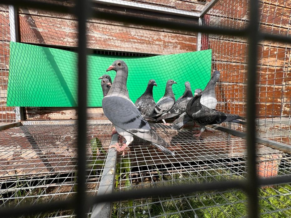 Porumbei voiajori pui!