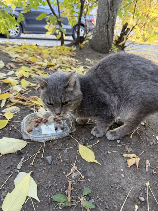 Котик ищет дом, кому нужен друг ?