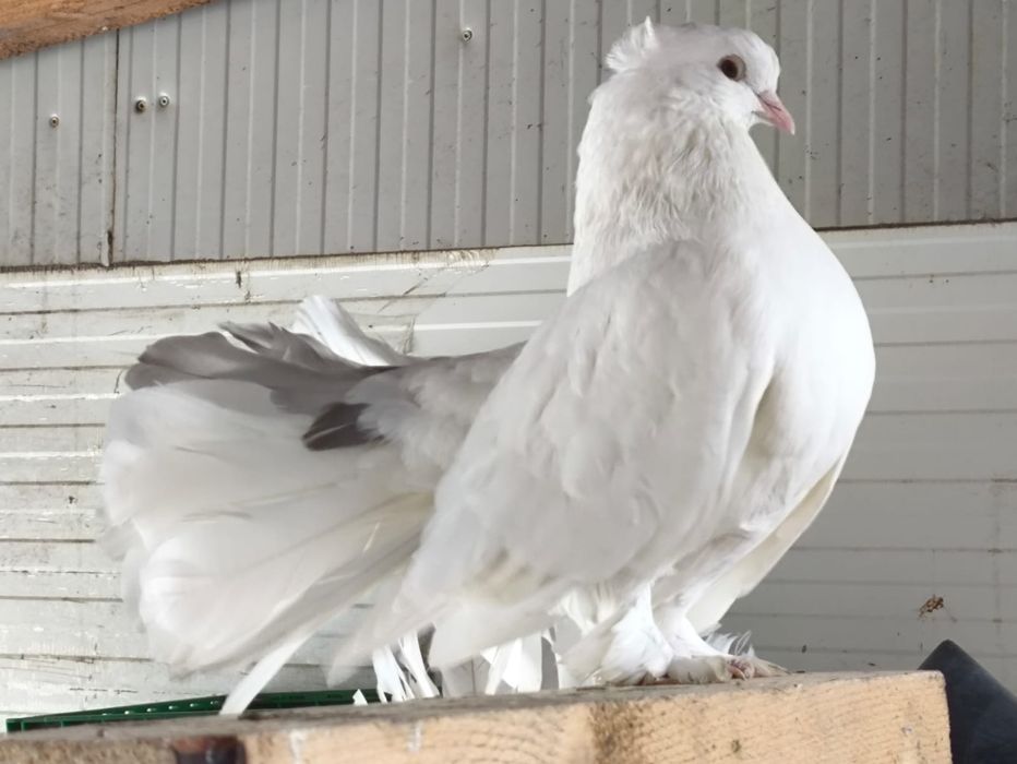 Disponibil pereche voltați indieni