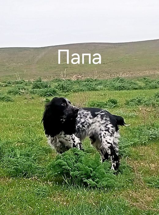 Щенки русского спаниэля