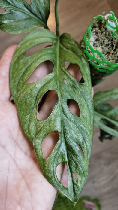 Монстера Адансони Минт