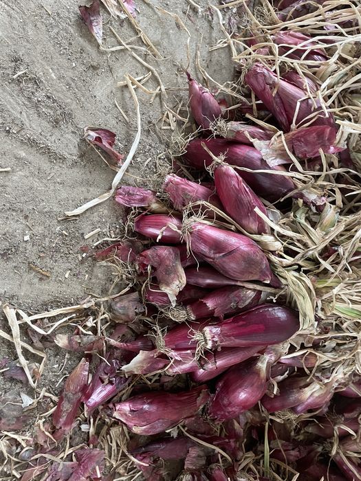 Ceapă roșie de apă