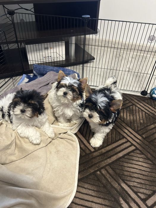 йоркширски териер мини