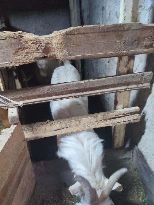 Казел молочной породы 12 месяцев ему