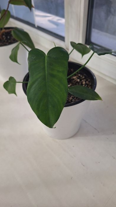 Продаются цветы.Филодендрум.