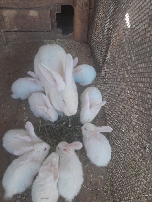 Продаются кролики