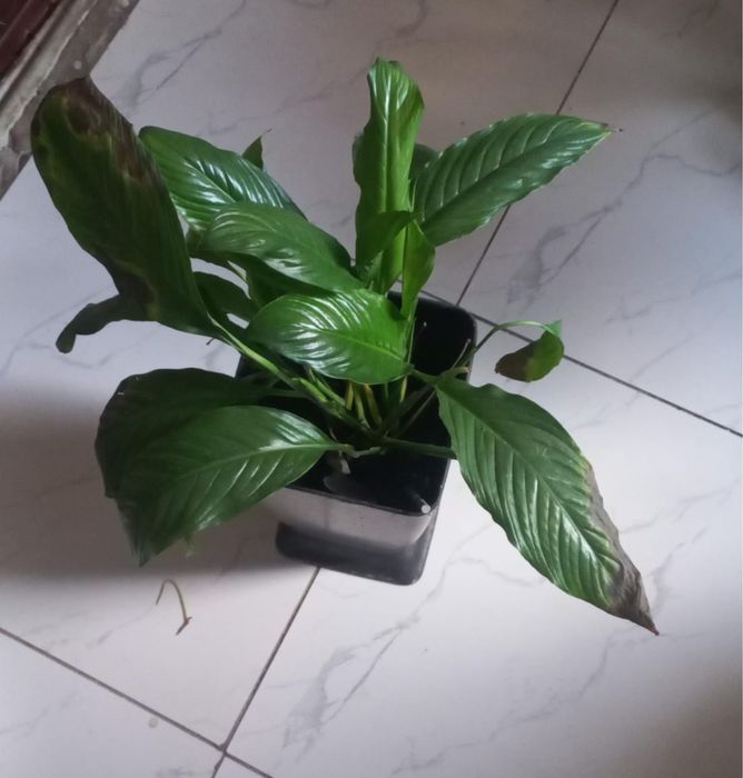 Гұлдер жибек жолы