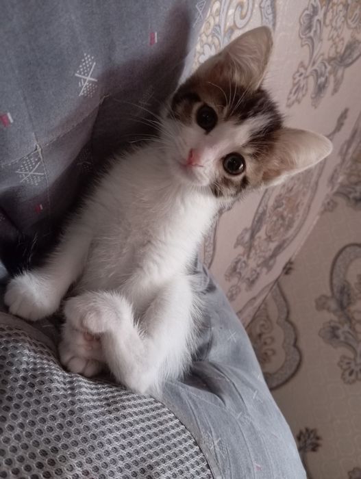 Кошечка бесплатно