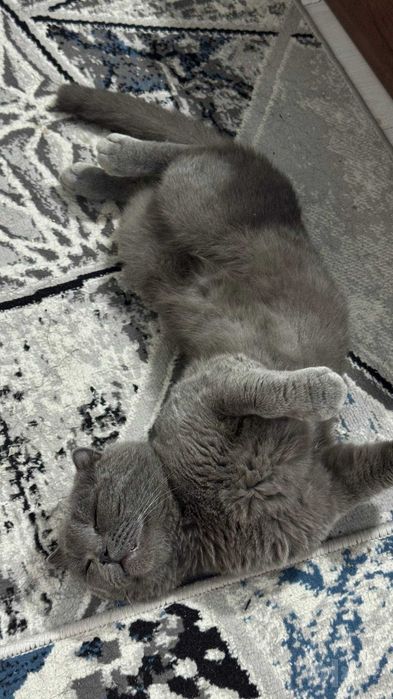 Scottish fold grey