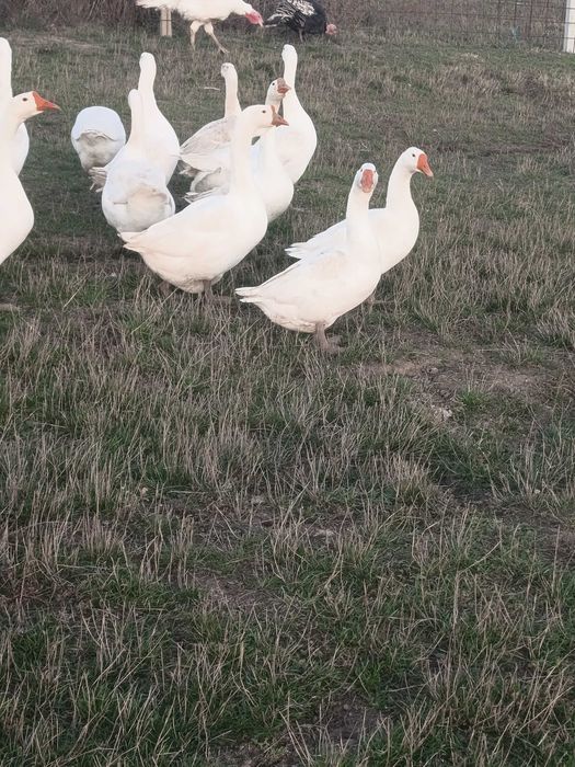 Gaste și gâscani rasa africana