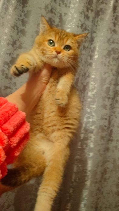 Котята Шиншиллы Алматы