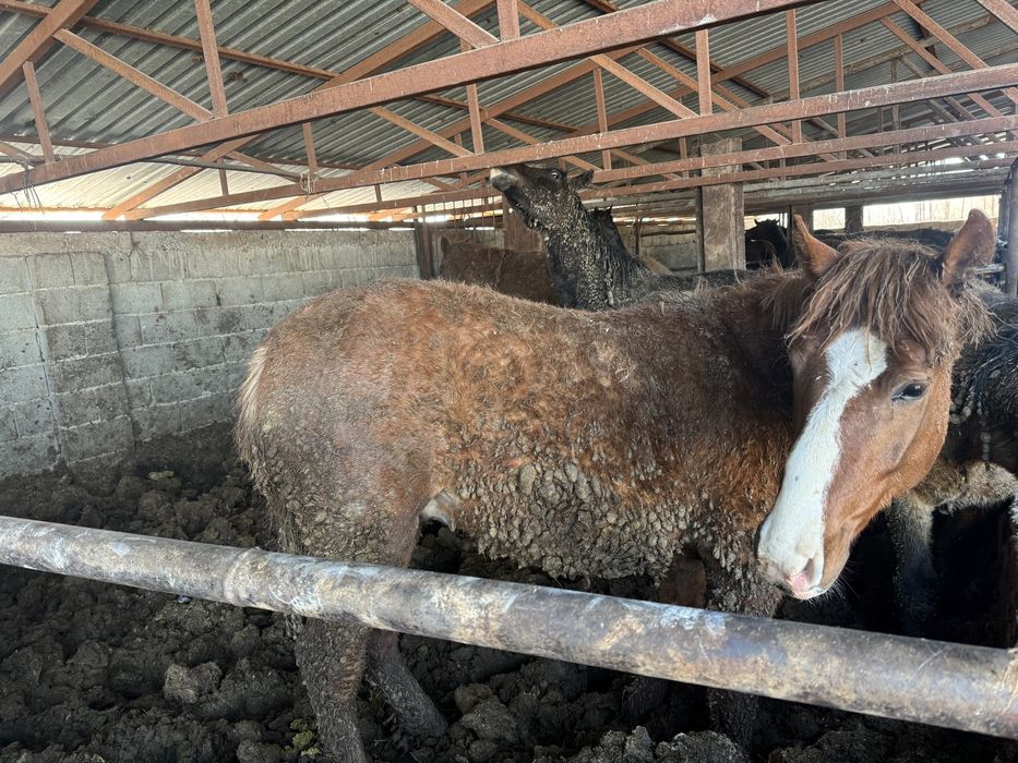 Семыз жілқілар сатлмда