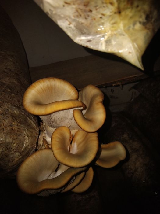 Грибы вешенко 1600