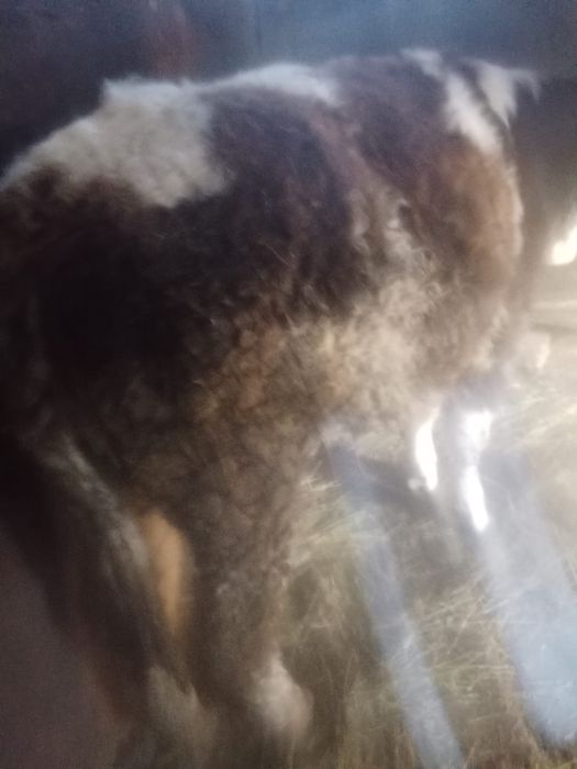 Vând vițea bălțată românească