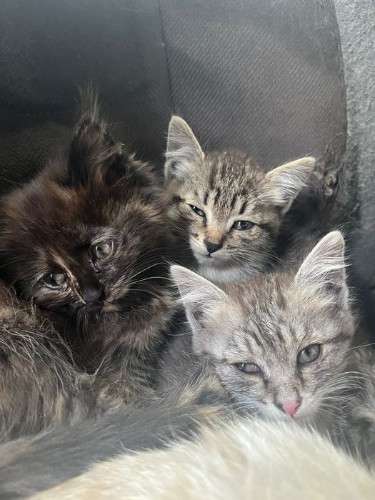 Отдам котят бесплатно