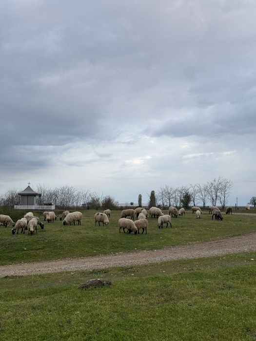 Vand oi carabase si turcane