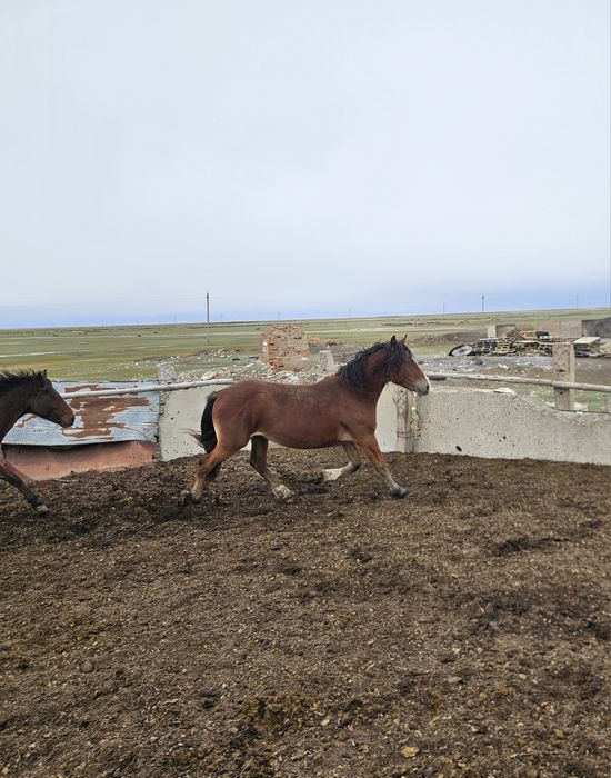 Айгырлар сатылады