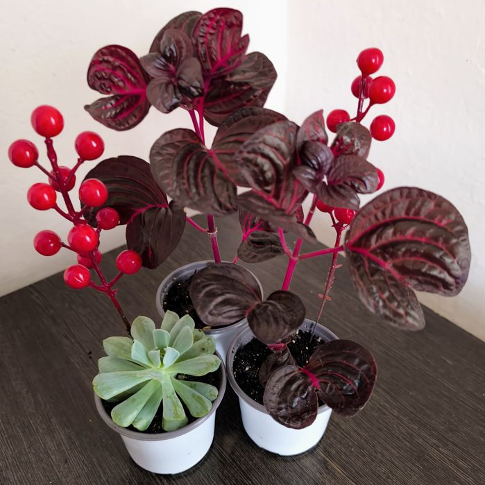 Суккуленты  хороший подарок  недорого