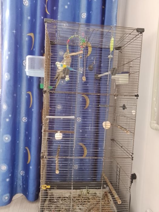 Попугай попугай попугай