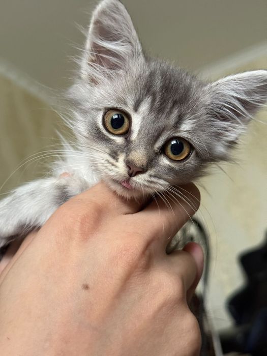 Котенок 3.5 месяца