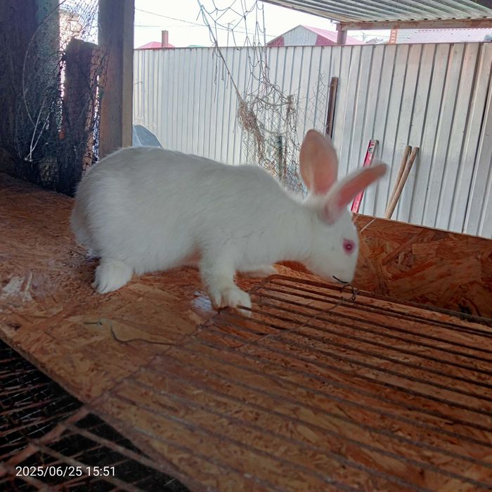 Продам кроликов Белый Великан
