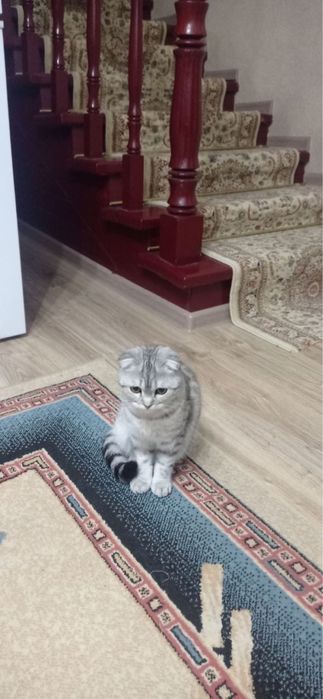 Отдам кошку в добрые руки