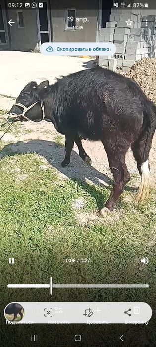 Қашар сатылады семіз.