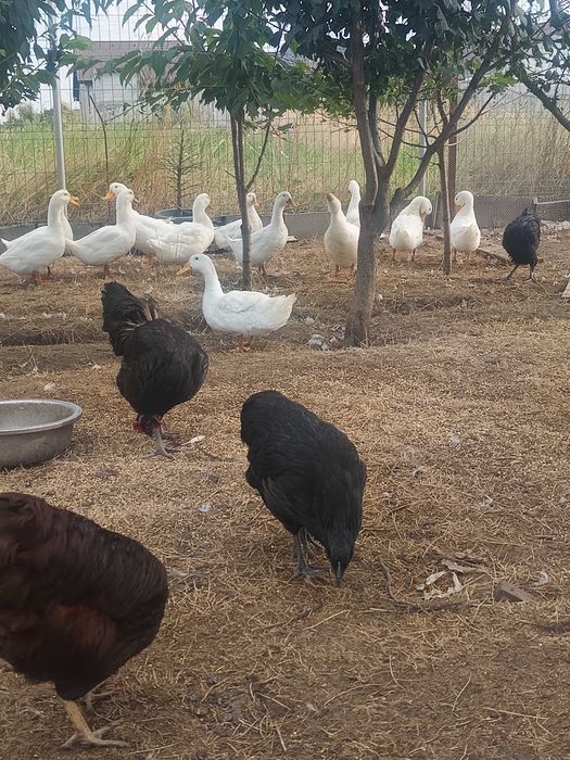 Cocoș/găini Australorp și rațe Pekin.