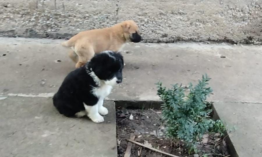 Отдам даром щенят