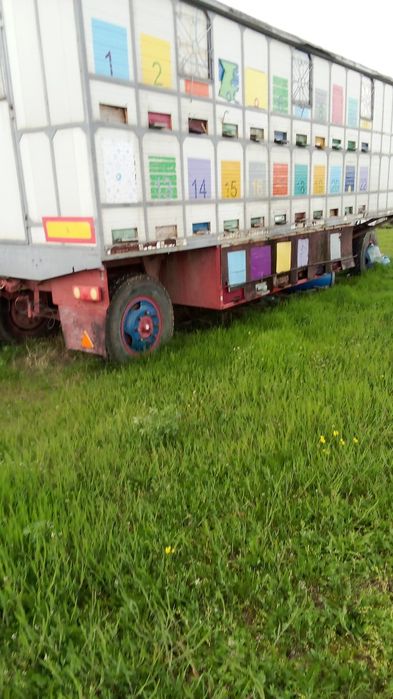 Vand pavilion apicol