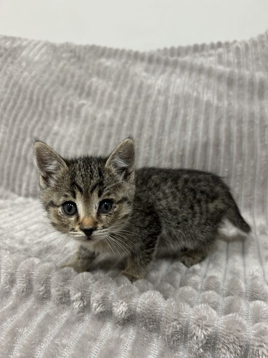 Отдаем котенка в добрые руки!